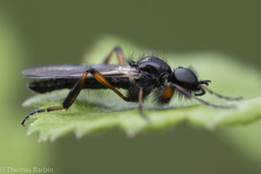 Bibio palliatus