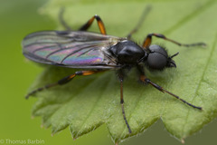 Bibio palliatus