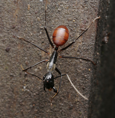 Dinomyrmex gigas
