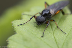 Bibio palliatus