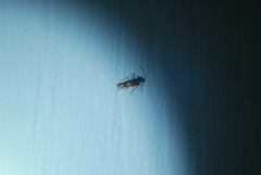 Sericophanes heidemanni