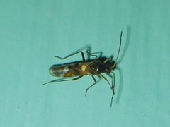 Sericophanes heidemanni