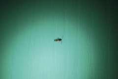 Sericophanes heidemanni