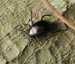 Amarygmus metallicus