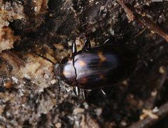 Ceropria superba