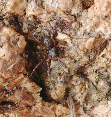 Cebrenninus