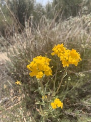 Psilostrophe cooperi