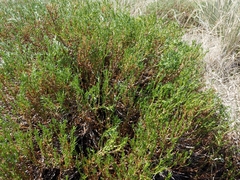 Frankenia jamesii