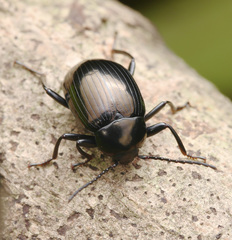 Amarygmus metallicus