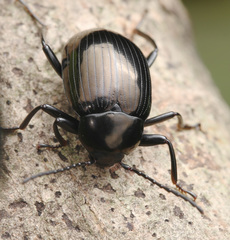 Amarygmus metallicus