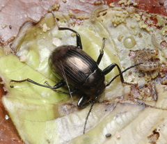 Amarygmus metallicus