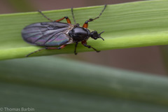 Bibio palliatus