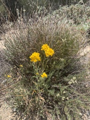 Psilostrophe cooperi