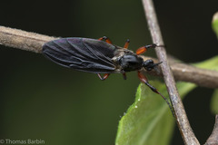 Bibio palliatus