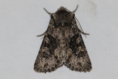Lacinipolia cuneata
