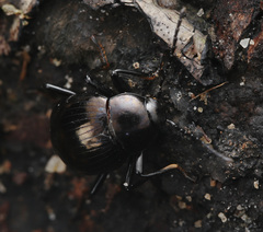 Amarygmus metallicus