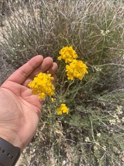 Psilostrophe cooperi