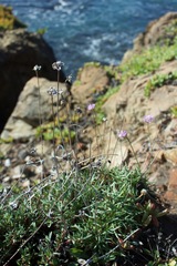 Armeria maritima californica