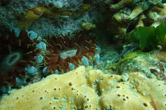 Phlyctenanthus australis