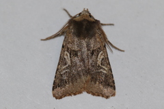 Cerastis enigmatica