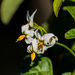 Solanum americanum - Photo (c) BJ Stacey, μερικά δικαιώματα διατηρούνται (CC BY-NC)