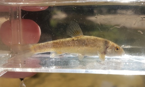 Largescale stoneroller (Campostoma oligolepis) — Cyprinidae