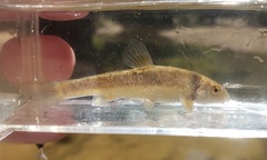 Campostoma oligolepis