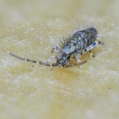 Entomobrya dorsalis