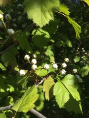 Crataegus coccinioides