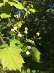 Crataegus coccinioides