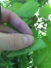 Crataegus coccinioides