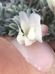 Astragalus calycosus calycosus