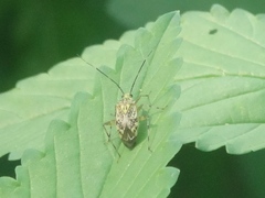 Taedia marmorata