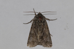 Acronicta impressa