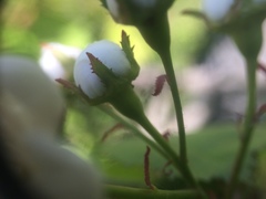 Crataegus coccinioides