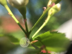 Crataegus coccinioides