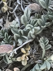 Astragalus calycosus calycosus