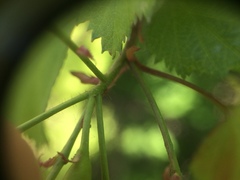 Crataegus coccinioides
