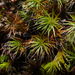 Bristly Haircap Moss - Photo (c) Else Mikkelsen, some rights reserved (CC BY-NC)