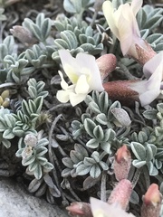 Astragalus calycosus calycosus