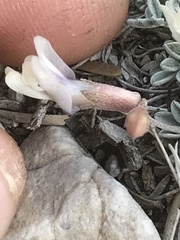 Astragalus calycosus calycosus