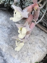 Astragalus calycosus calycosus