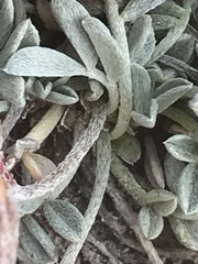 Astragalus calycosus calycosus