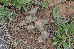 Opuntia fragilis