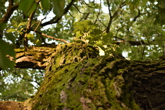 Quercus macrocarpa