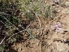 Astragalus gracilis