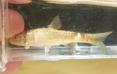 Campostoma oligolepis
