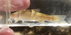 Campostoma oligolepis