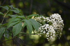 Sambucus canadensis