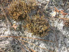 Selaginella acanthonota